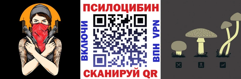 блэк спрут как войти Томмот Псилоцибиновые грибы Psilocybe